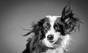 Portraits de chiens