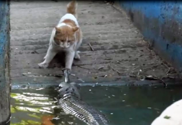 Chat contre un crocodile