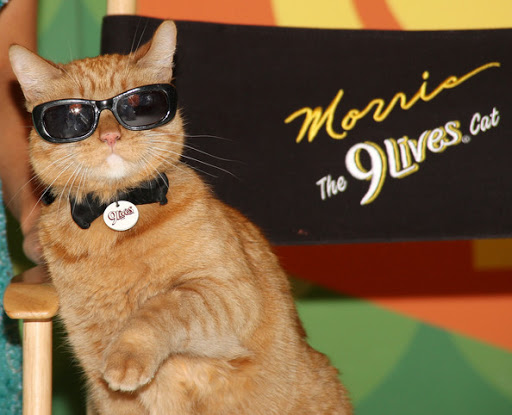Morris+Cat+Celebrates+1+Million+Cats+Rescued+sI1G0VFgAeCl