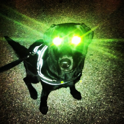 Invasion de "laser dogs"