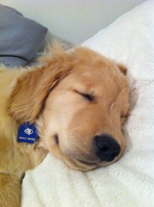 Ray Charles, le jeune chien aveugle, s'accorde une petite sieste