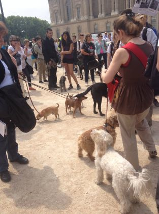Rassemblement cani-citoyen à Paris