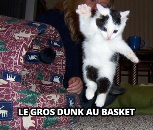 dunk cat