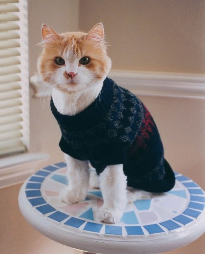 Les chats tendance portant des pulls à la mode