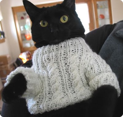 Les chats tendance portant des pulls à la mode
