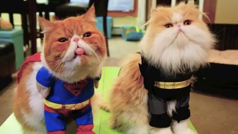 Ces chats déguisés pour Halloween