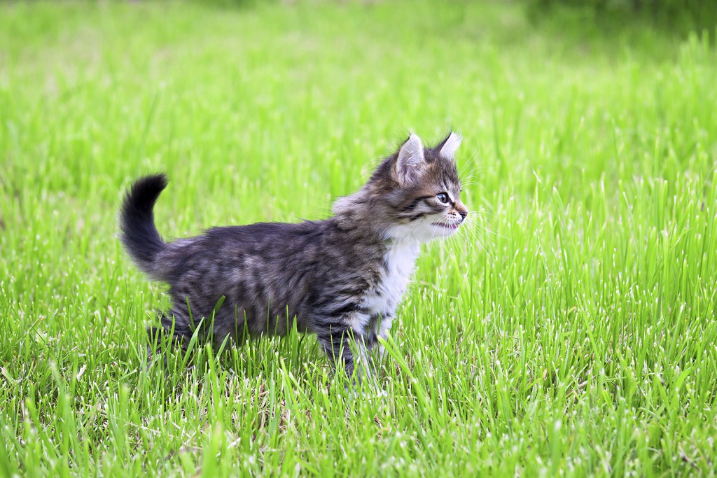 kitten plays in a green grass
