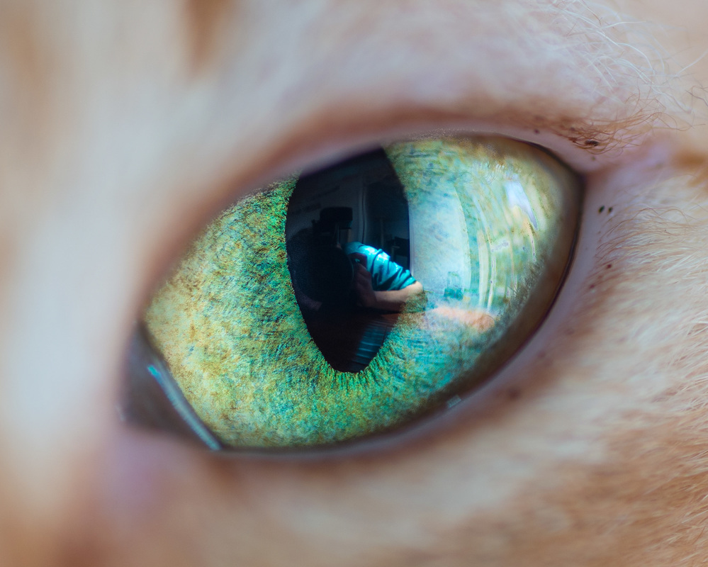 Yeux chats