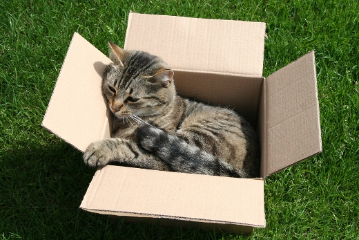Chat dans un carton