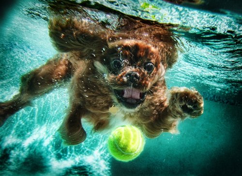 Ces chiens photographiés sous l'eau