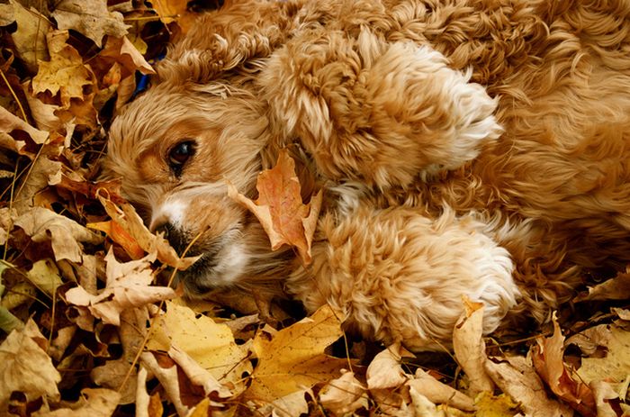 pictures_of_dogs_playing_in_leaves_01