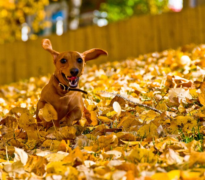 pictures_of_dogs_playing_in_leaves_17