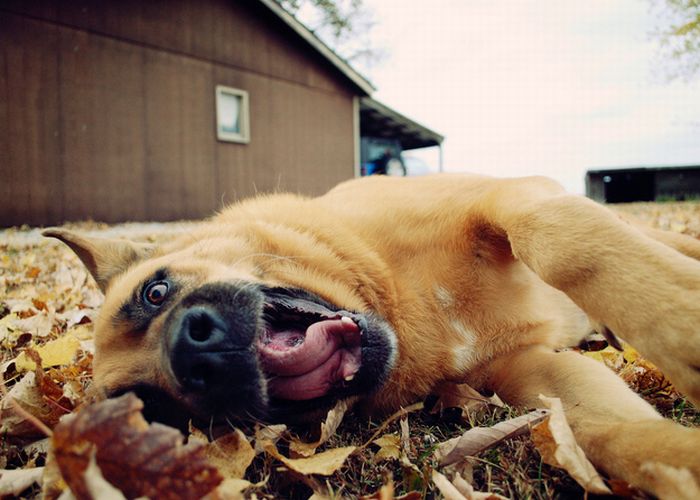 pictures_of_dogs_playing_in_leaves_25