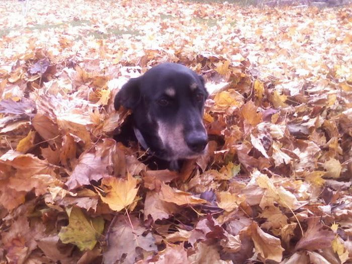 pictures_of_dogs_playing_in_leaves_35