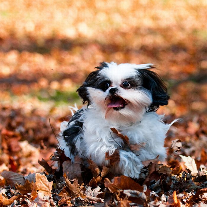 pictures_of_dogs_playing_in_leaves_36