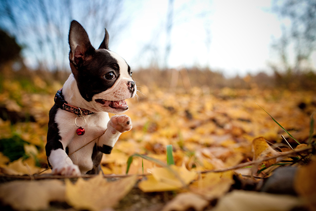Pictures Of Dogs Playing In Leaves (37)