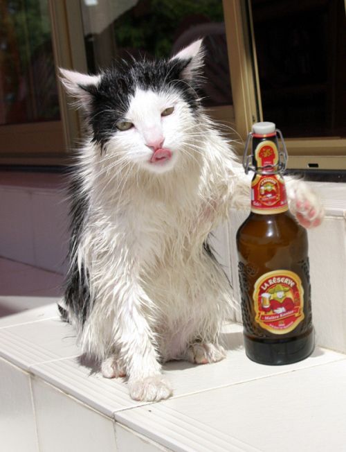 chat bière 5