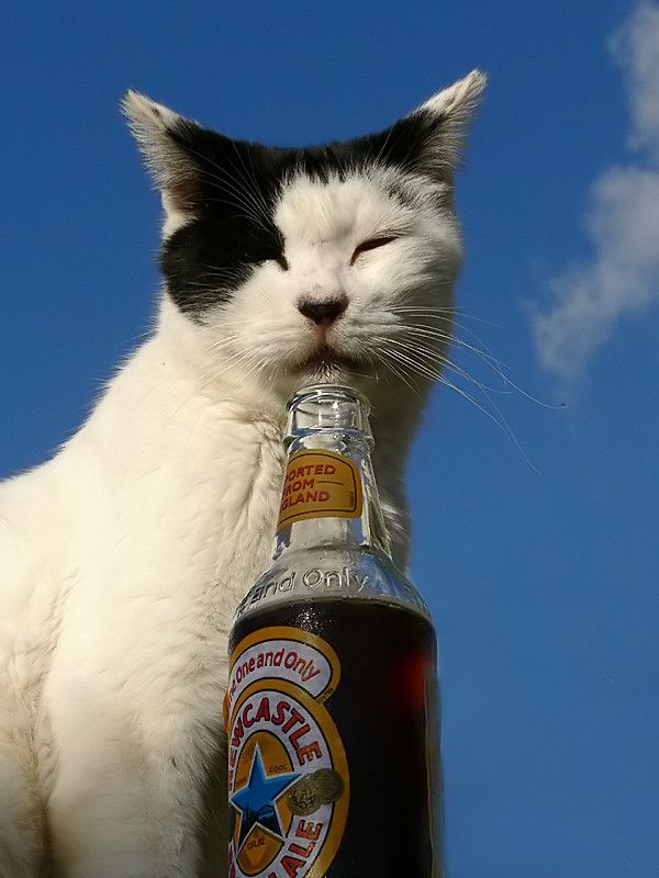chat bière 6