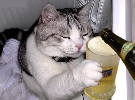 chat bière