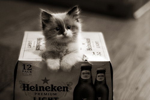 chat bière2