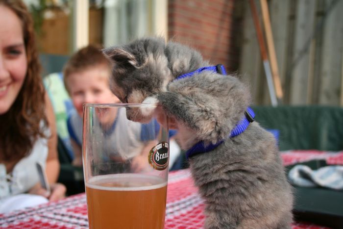 chat bière3