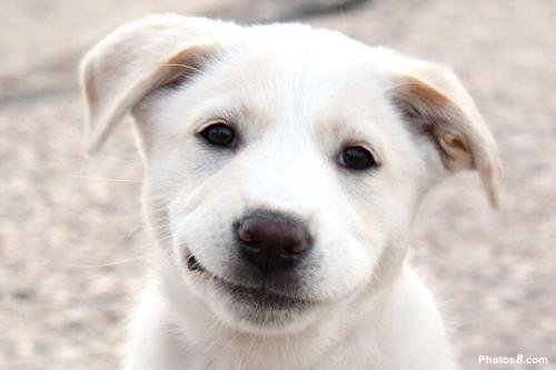 5 meilleurs sourires canins