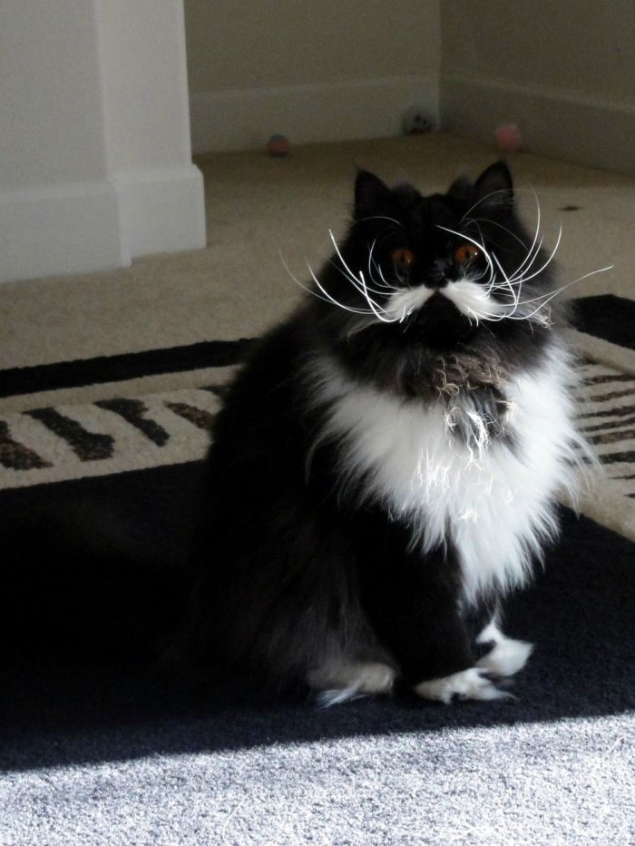top 7 des chats moustachus mardi
