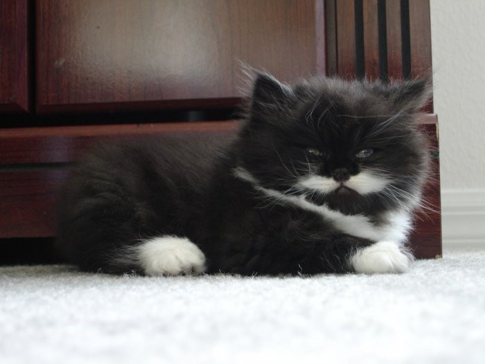 top 7 des chats moustachus mercredi
