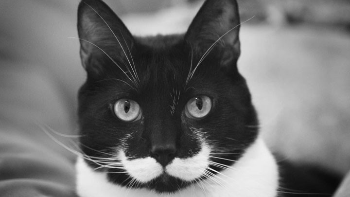 top 7 des chats moustachus vendredi
