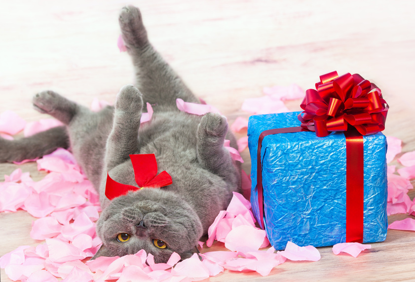 A cat lying on the rose petals near a blue gift with