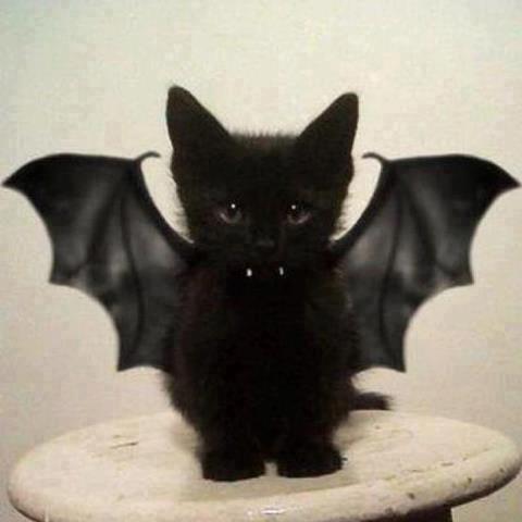 halloween cats4