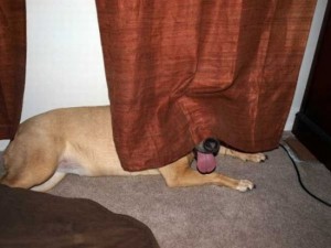 Des chiens qui jouent à cache-cache