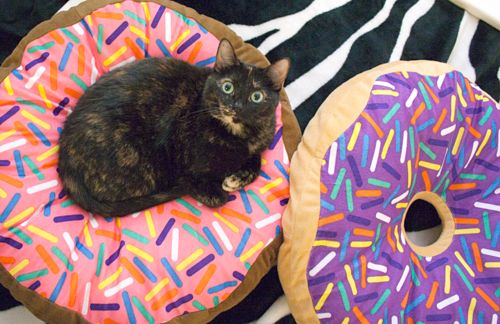 cat donuts3