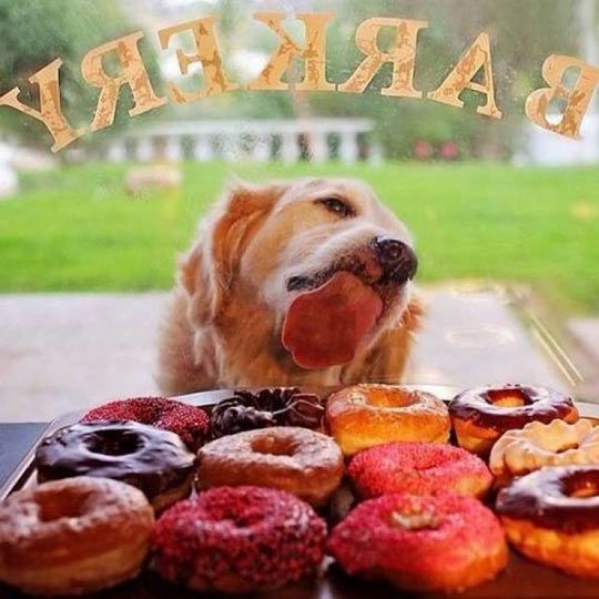 dog donuts mardi