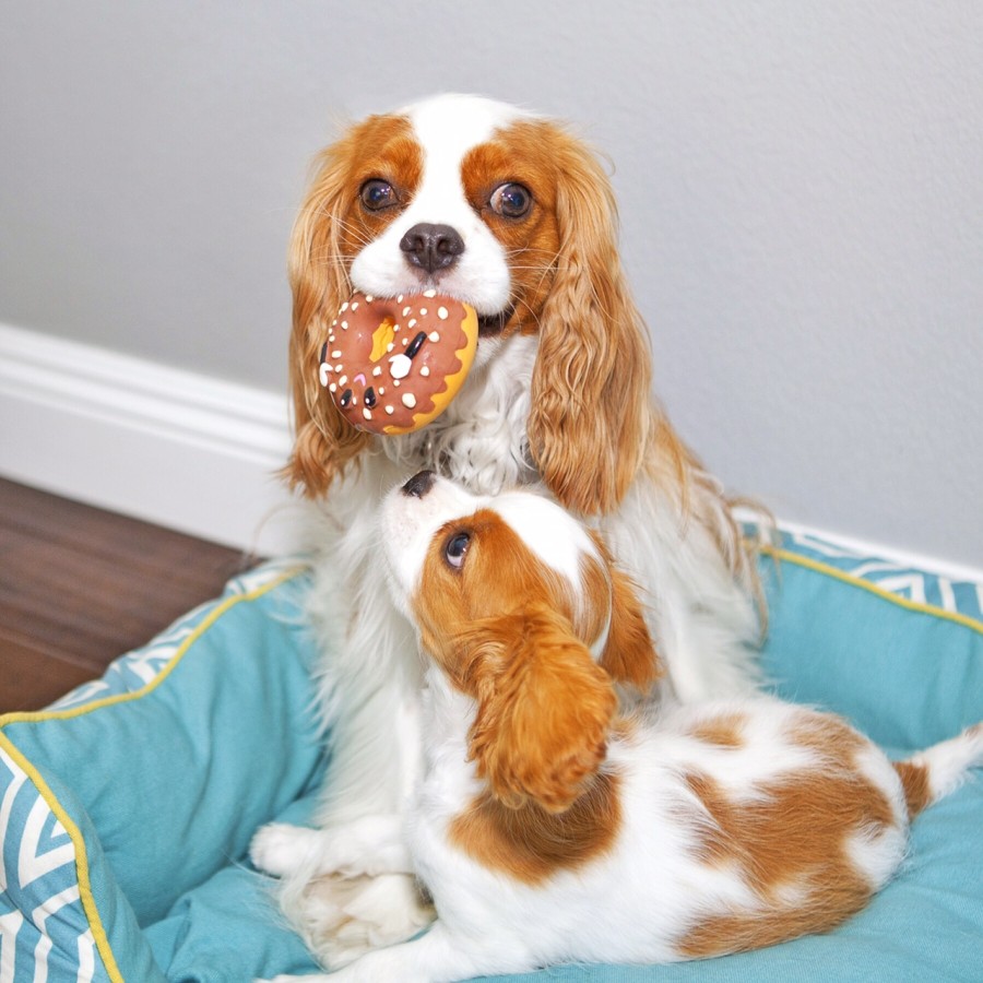 dog donuts samedi