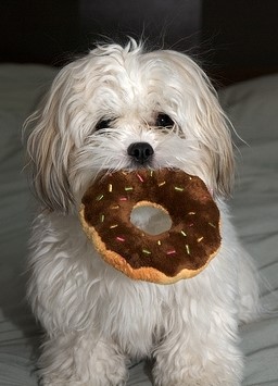 dog donuts vendredi