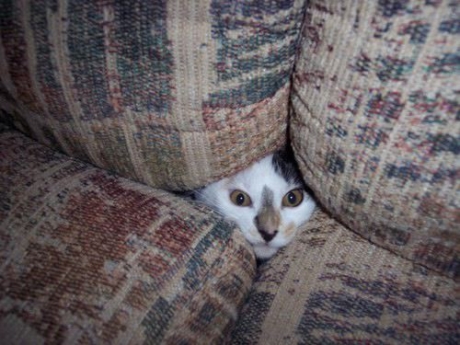 chats sont nuls à "cache-cache"