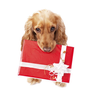 dog with the beautiful present