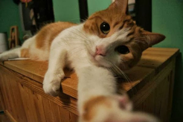 Cats-selfie-04