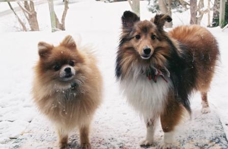 two-dogs-in-snow