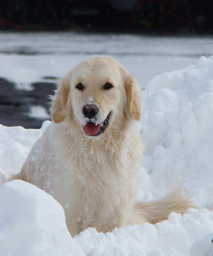 winter-dog