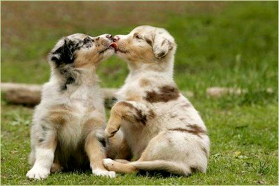 Funny-Kissing-Puppies_1