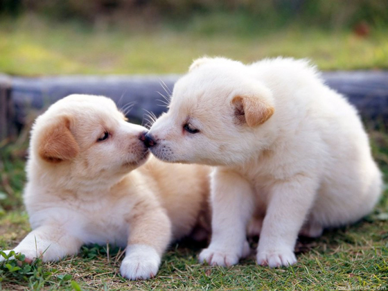 Nice_&_Cute_pet_kissing