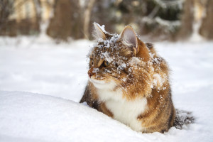 cat sits on snow