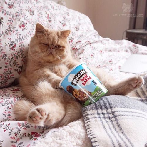 cat ben and jerry