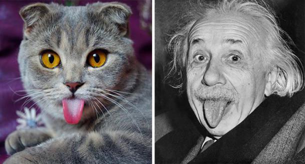 cat-looks-like-other-thing-lookalikes-celebrities-28__7001-610x328