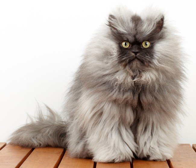 Awesome-Fluffy-Cat