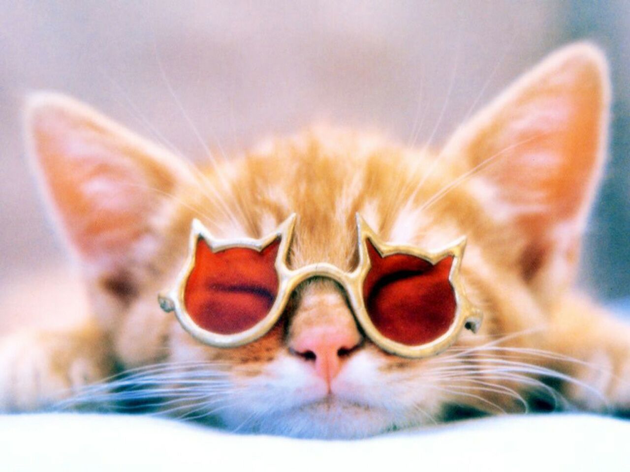 chat à lunettes1