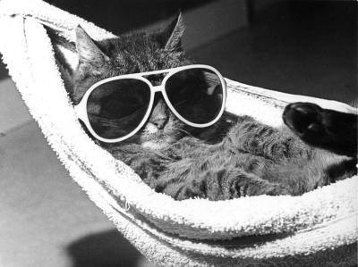 chat à lunettes2