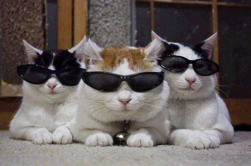 chat à lunettes3